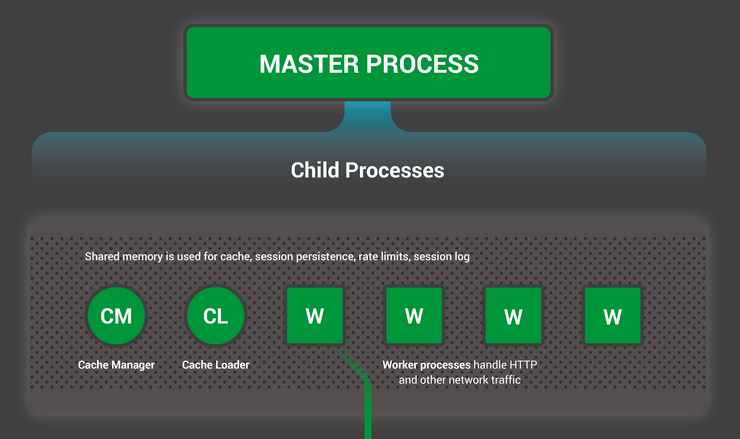 The NGINX (and NGINX Plus) master process spawns three types of child process: worker, cache manage, and cache loader. They used shared memory for caching, session persistence, rate limits, and logging.