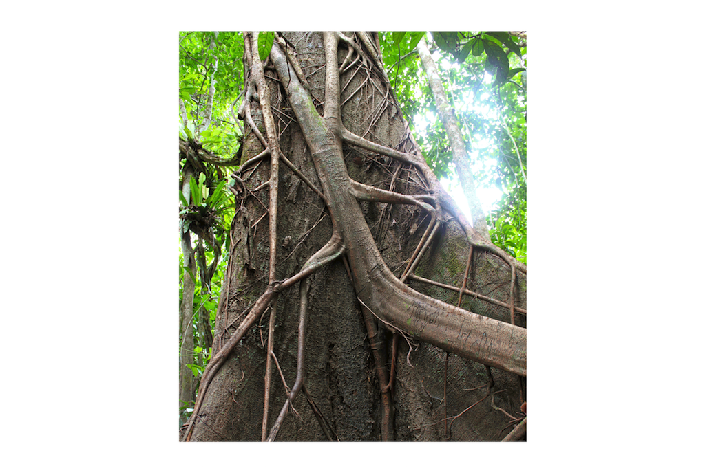 The strangler fig is a metaphor for building a microservices architecture that mimic the functions of a monolith and eventually replace it [Richardson microservices reference architecture]